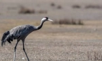 Grey zhuravl